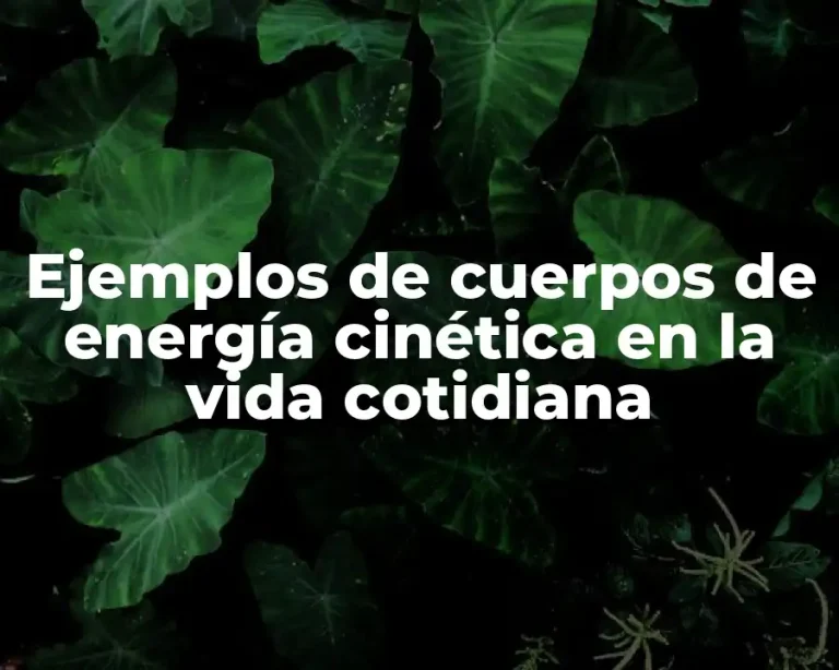 Ejemplos de cuerpos de energía cinética en la vida cotidiana