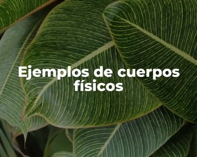 Ejemplos de cuerpos físicos