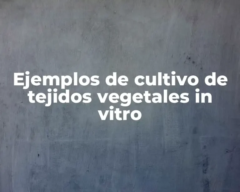 Ejemplos de cultivo de tejidos vegetales in vitro