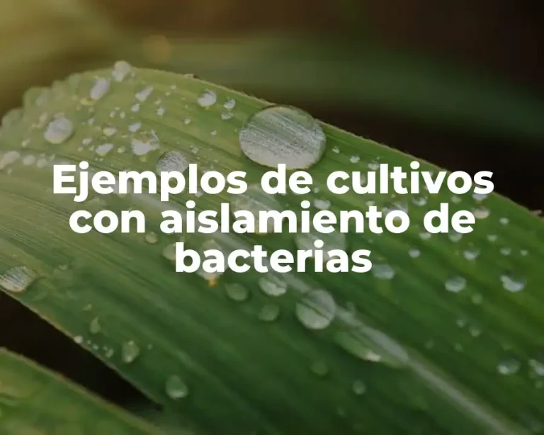 Ejemplos de cultivos con aislamiento de bacterias