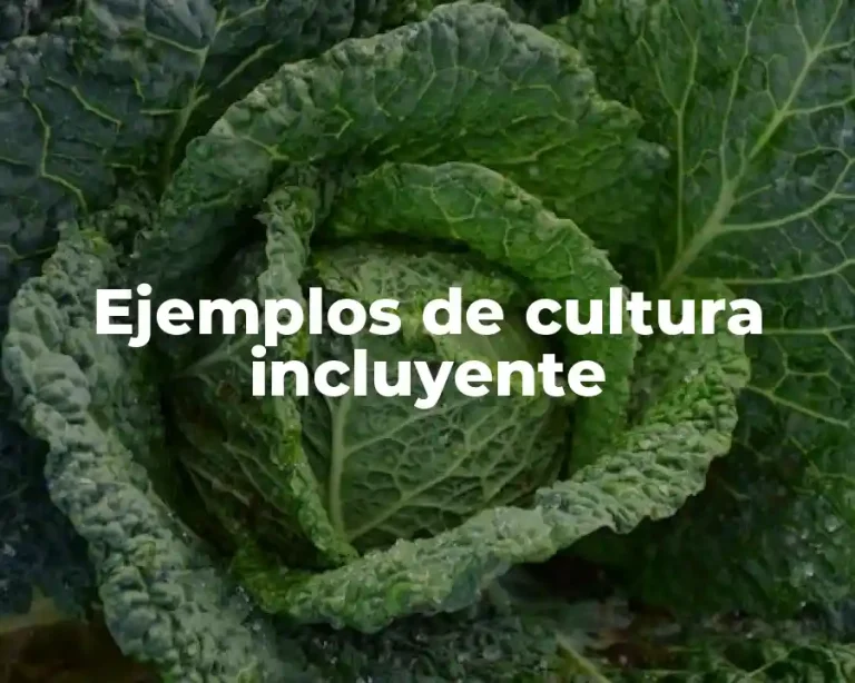 Ejemplos de cultura incluyente