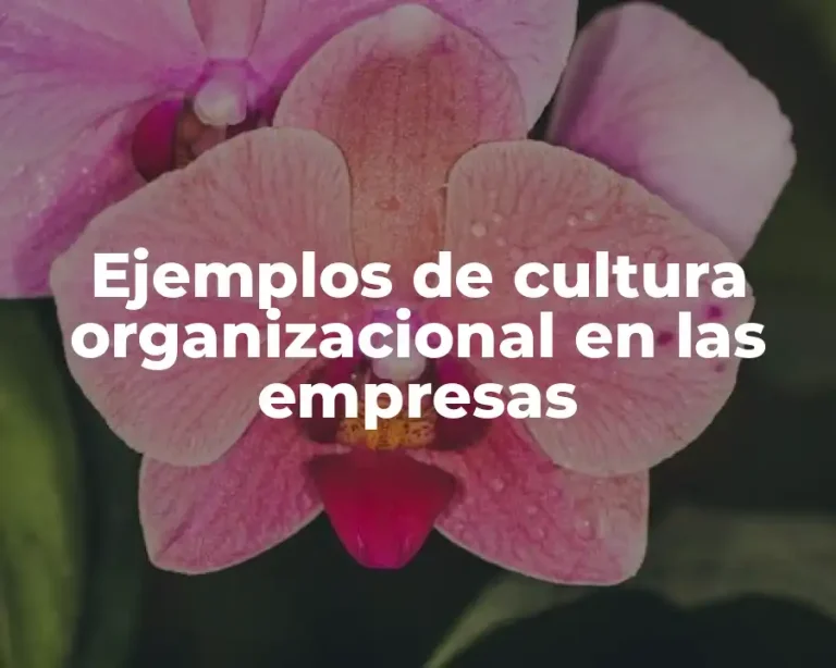 Ejemplos de cultura organizacional en las empresas