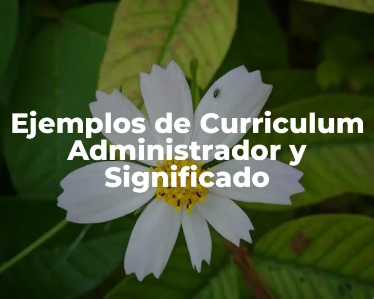 Ejemplos de Curriculum Administrador y Significado