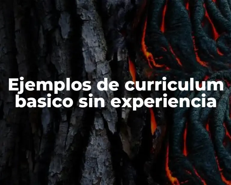 Ejemplos de curriculum basico sin experiencia