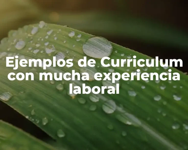Ejemplos de Curriculum con mucha experiencia laboral