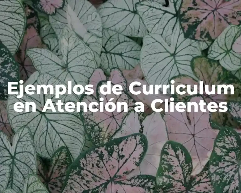 Ejemplos de Curriculum en Atención a Clientes