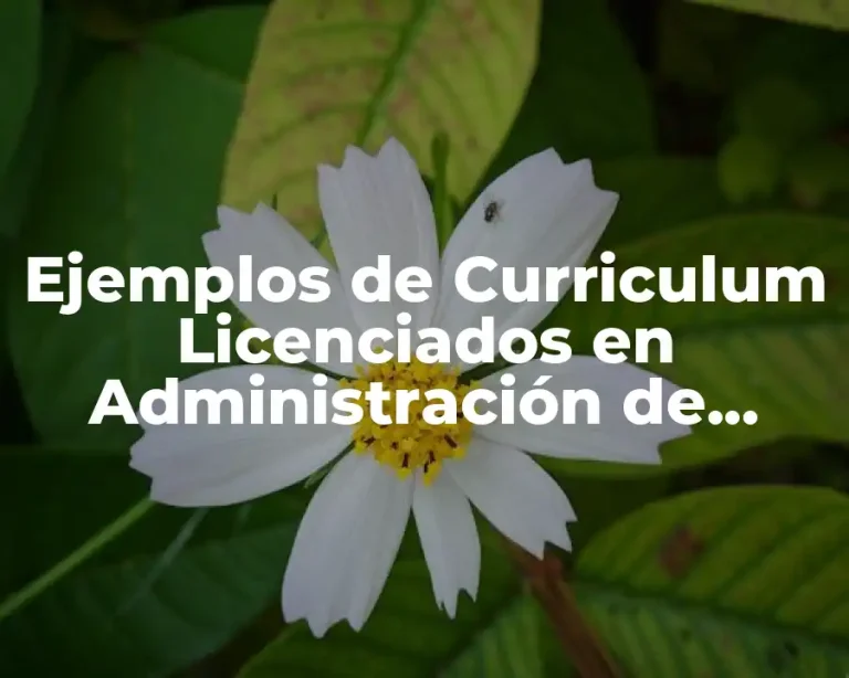 Ejemplos de Curriculum Licenciados en Administración de Empresas