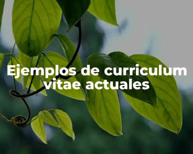 Ejemplos de curriculum vitae actuales