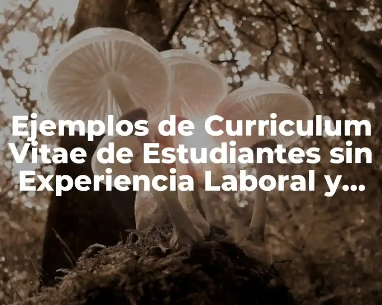Ejemplos de Curriculum Vitae de Estudiantes sin Experiencia Laboral y Significado