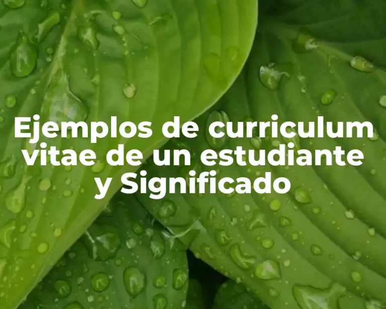 Ejemplos de curriculum vitae de un estudiante y Significado