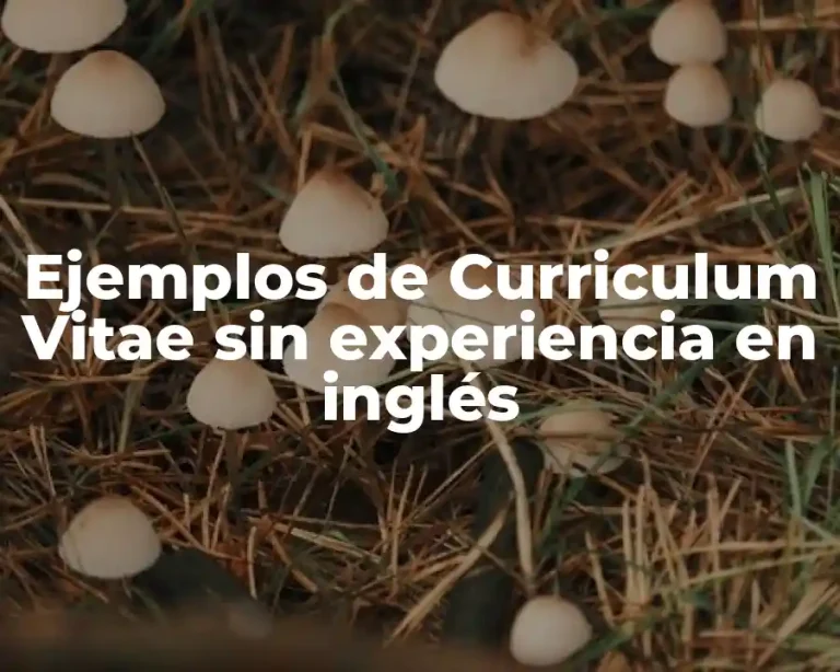 Ejemplos de Curriculum Vitae sin experiencia en inglés