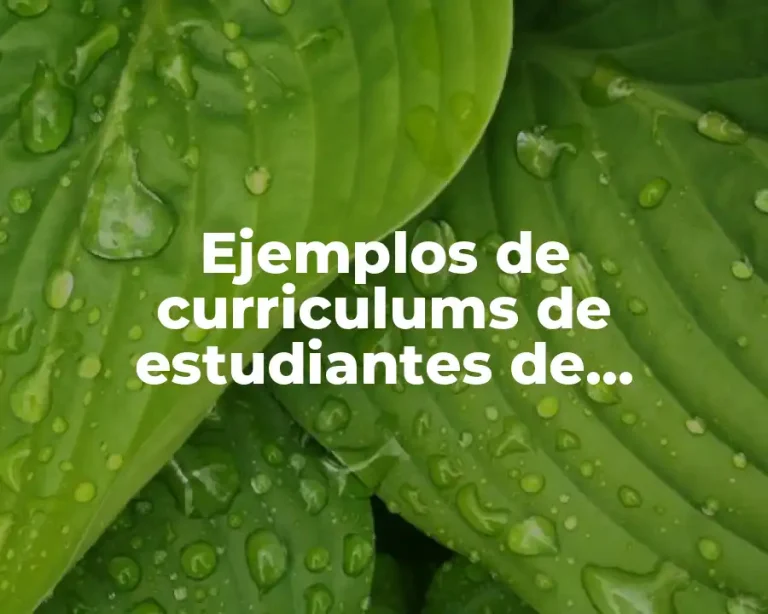 Ejemplos de curriculums de estudiantes de ingeniería química