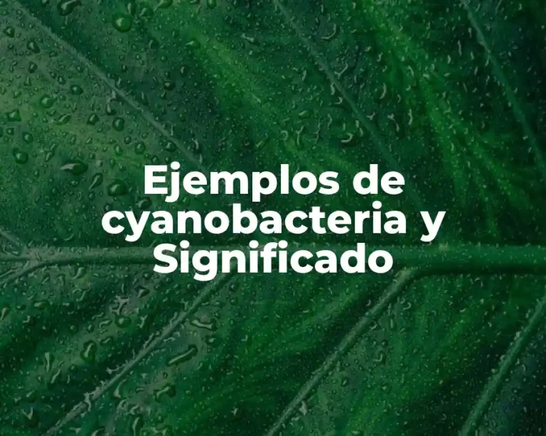 Ejemplos de cyanobacteria y Significado