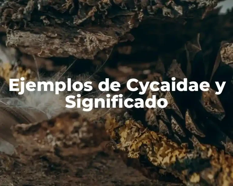 Ejemplos de Cycaidae y Significado