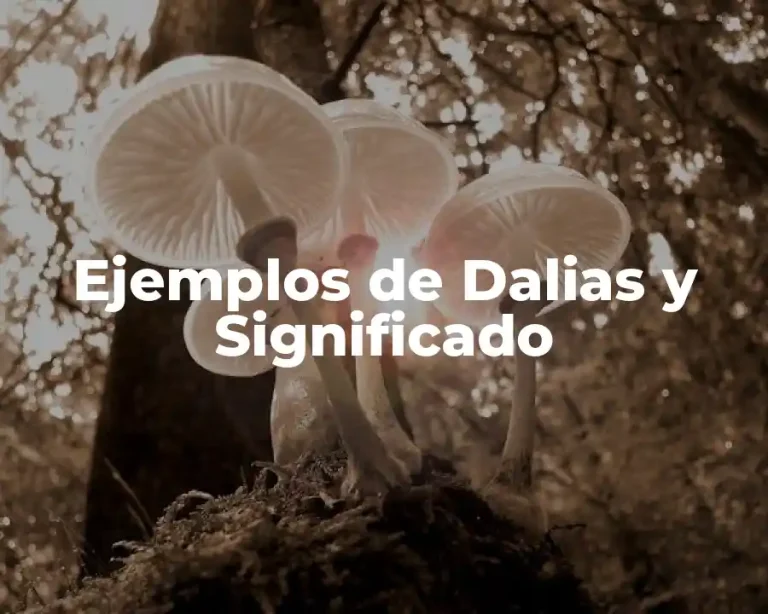 Ejemplos de Dalias y Significado