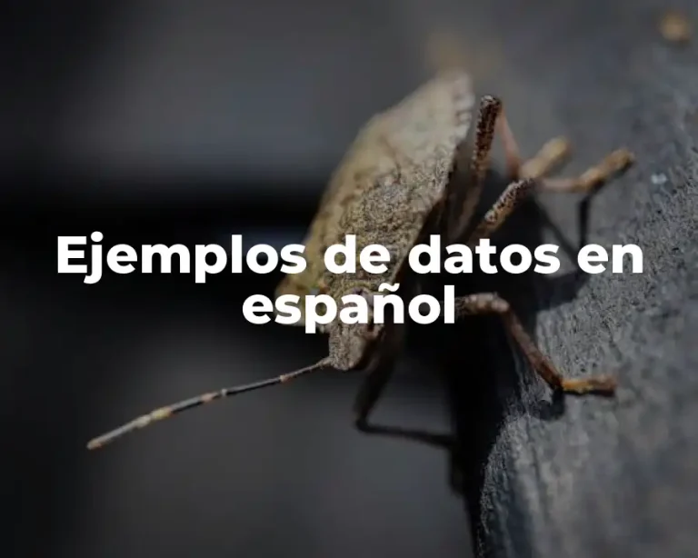 Ejemplos de datos en español