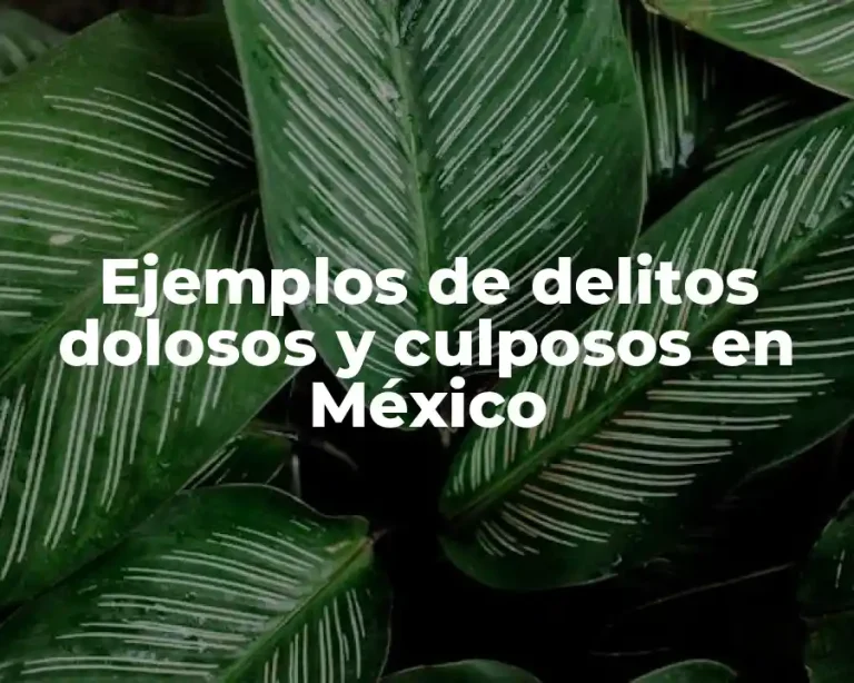 Ejemplos de delitos dolosos y culposos en México