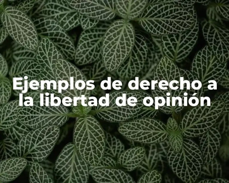 Ejemplos de derecho a la libertad de opinión