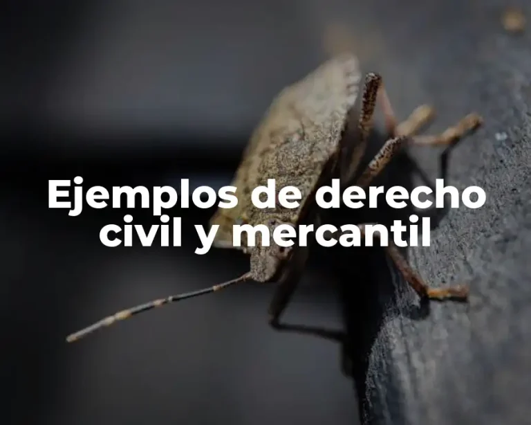 Ejemplos de derecho civil y mercantil