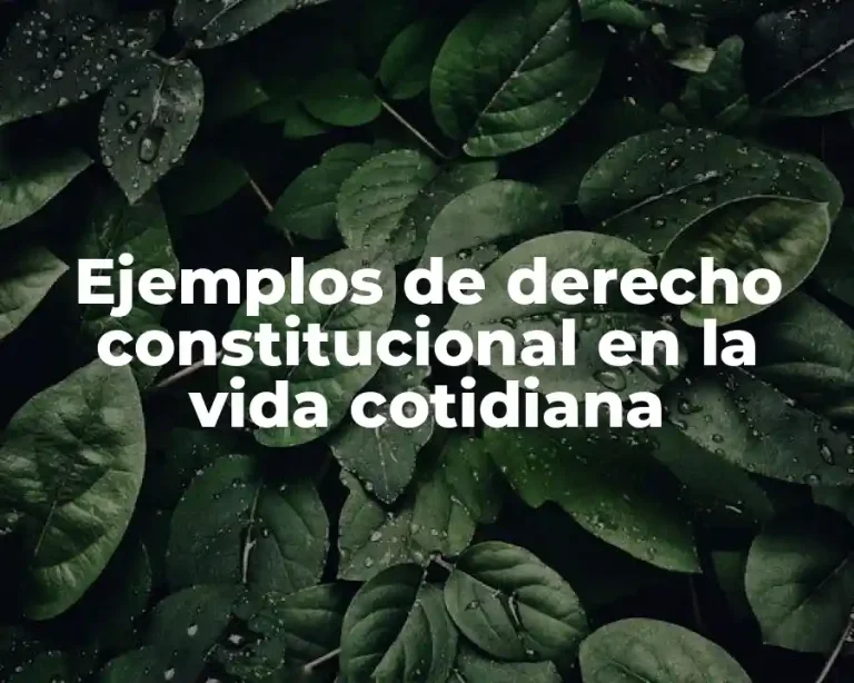 Ejemplos de derecho constitucional en la vida cotidiana