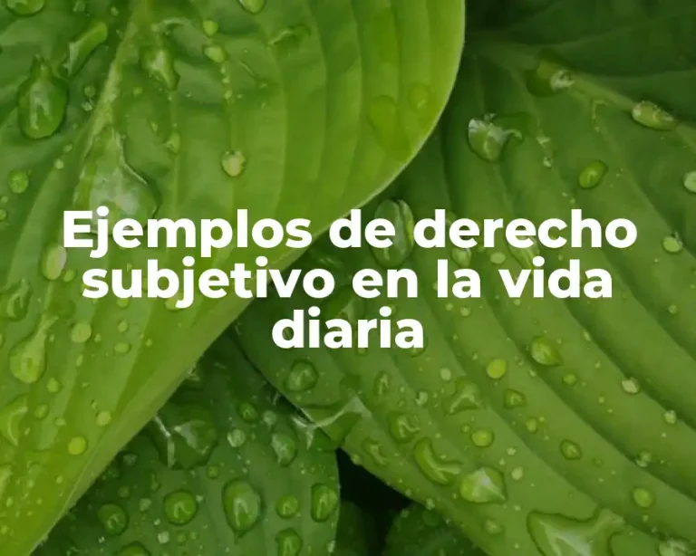 Ejemplos de derecho subjetivo en la vida diaria