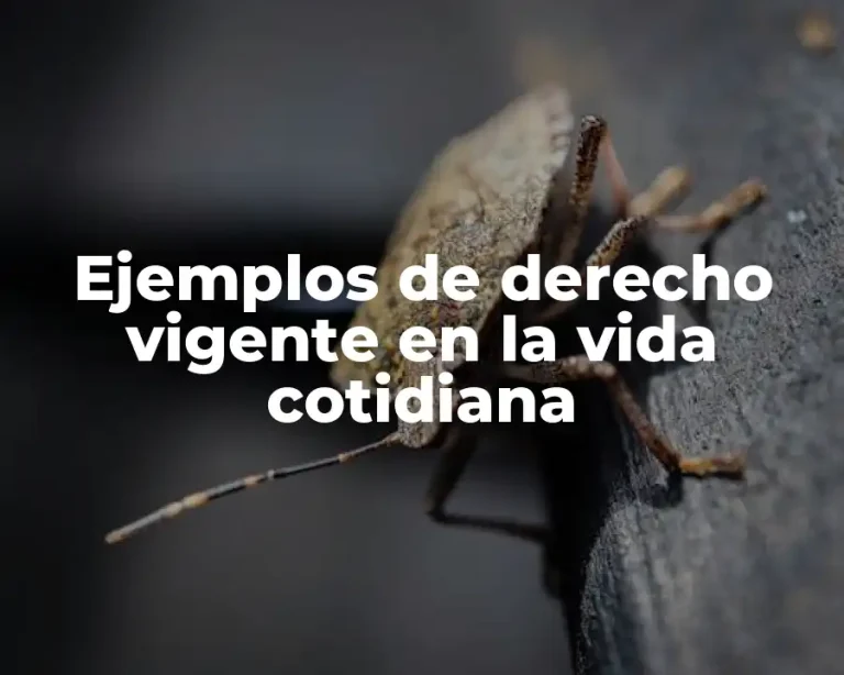 Ejemplos de derecho vigente en la vida cotidiana