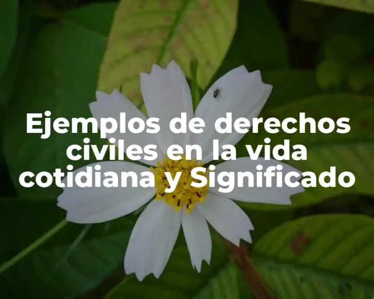 Ejemplos de derechos civiles en la vida cotidiana y Significado