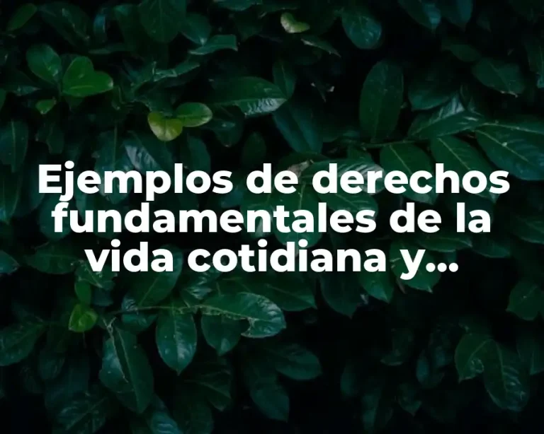 Ejemplos de derechos fundamentales de la vida cotidiana y Significado