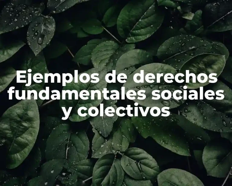 Ejemplos de derechos fundamentales sociales y colectivos