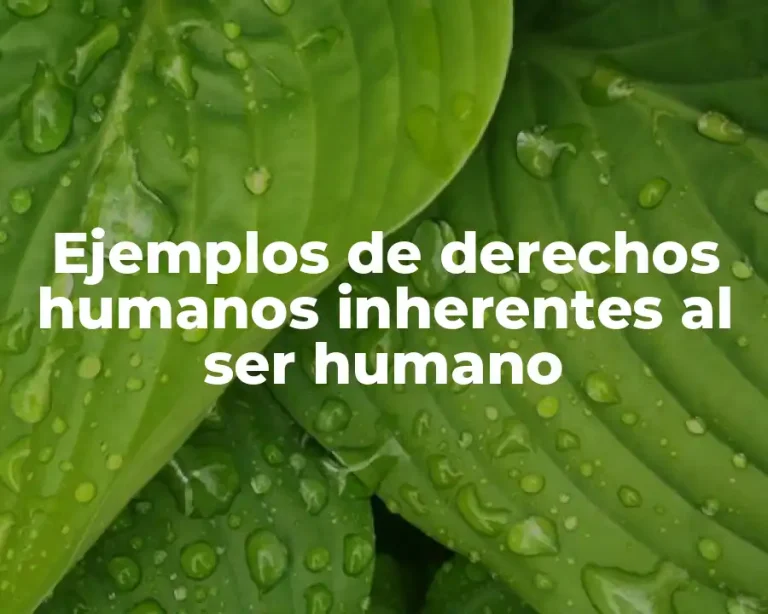 Ejemplos de derechos humanos inherentes al ser humano