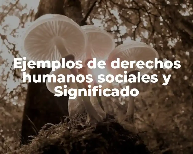 Ejemplos de derechos humanos sociales y Significado