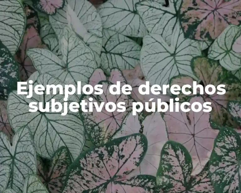 Ejemplos de derechos subjetivos públicos