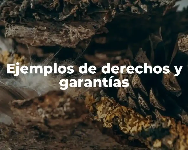 Ejemplos de derechos y garantías