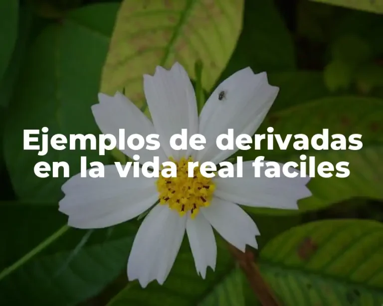 Ejemplos de derivadas en la vida real faciles