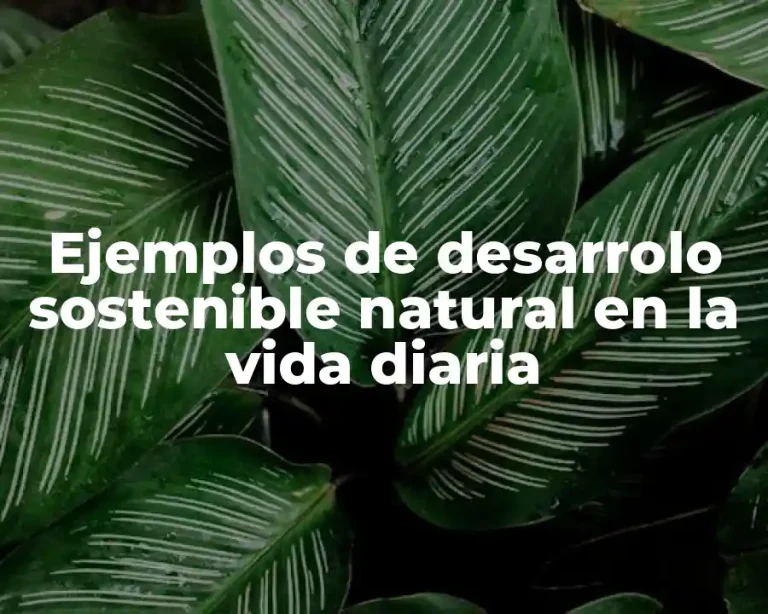 Ejemplos de desarrolo sostenible natural en la vida diaria