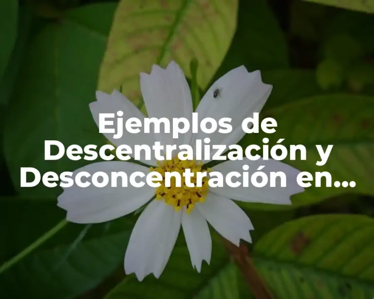 Ejemplos de Descentralización y Desconcentración en Colombia