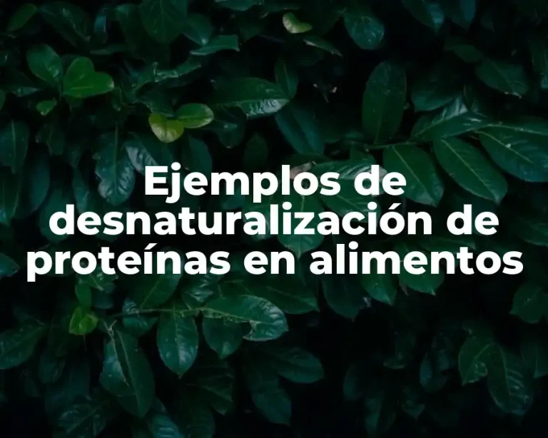 Ejemplos de desnaturalización de proteínas en alimentos