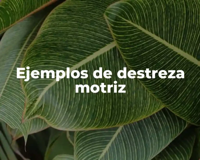 Ejemplos de destreza motriz