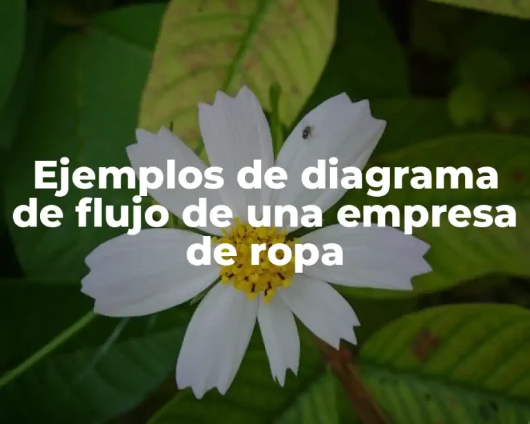 Ejemplos de diagrama de flujo de una empresa de ropa