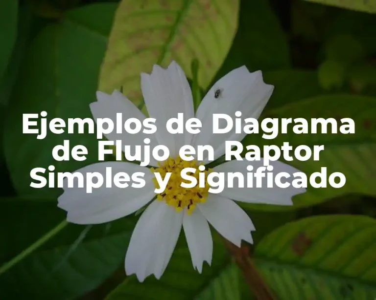 Ejemplos de Diagrama de Flujo en Raptor Simples y Significado