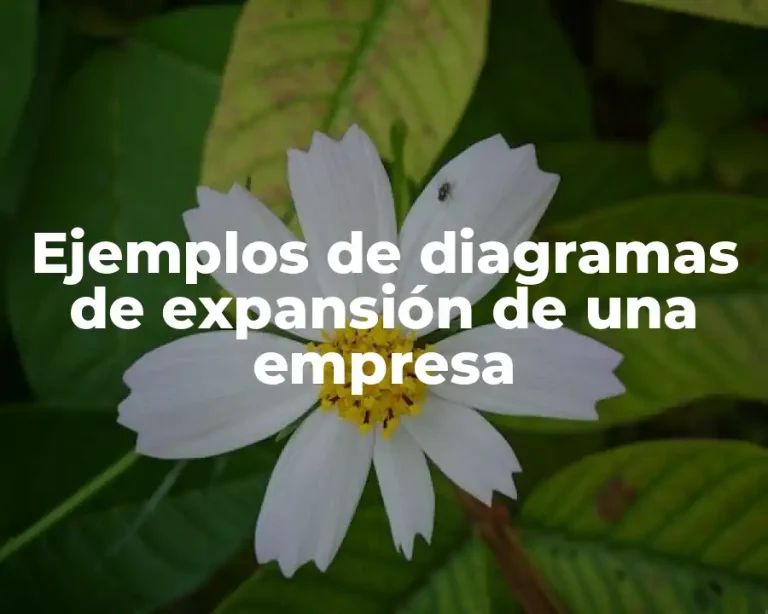 Ejemplos de diagramas de expansión de una empresa