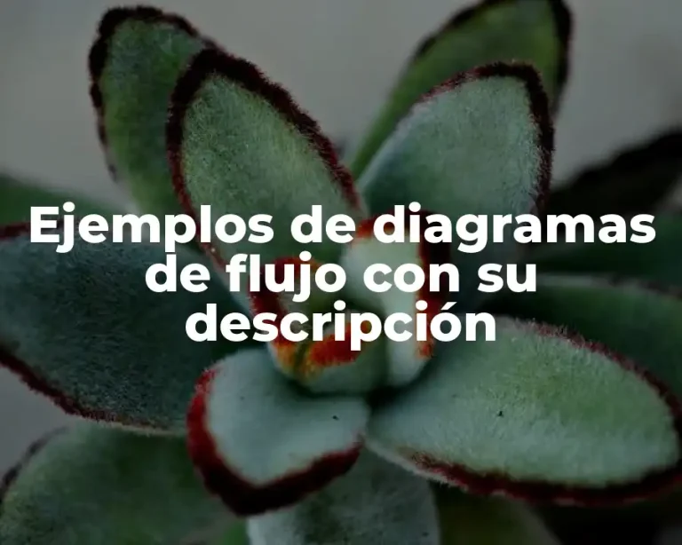 Ejemplos de diagramas de flujo con su descripción