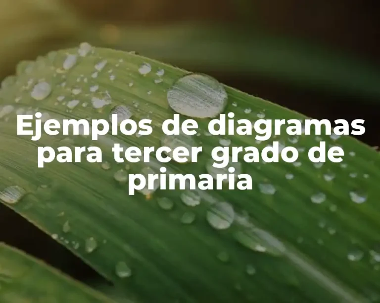 Ejemplos de diagramas para tercer grado de primaria