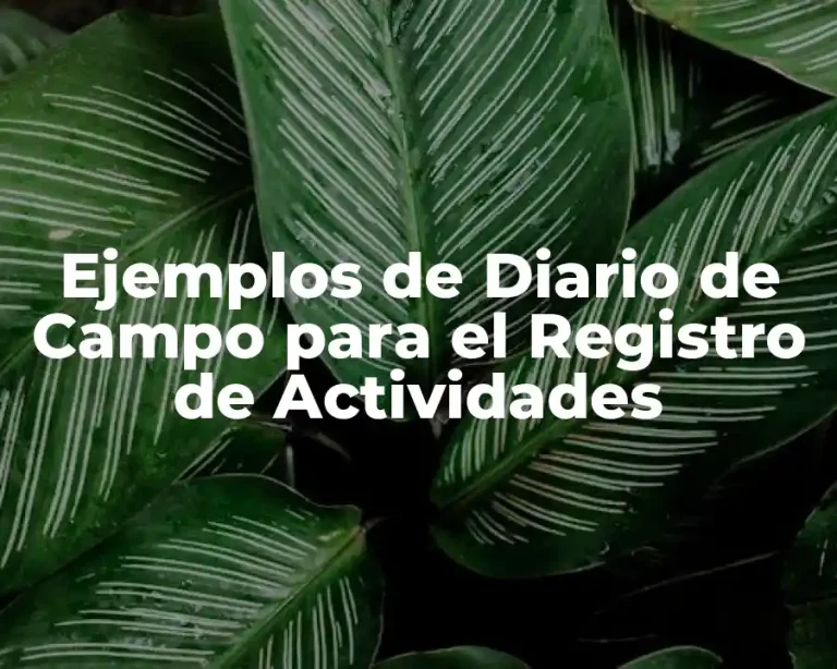 Ejemplos de Diario de Campo para el Registro de Actividades