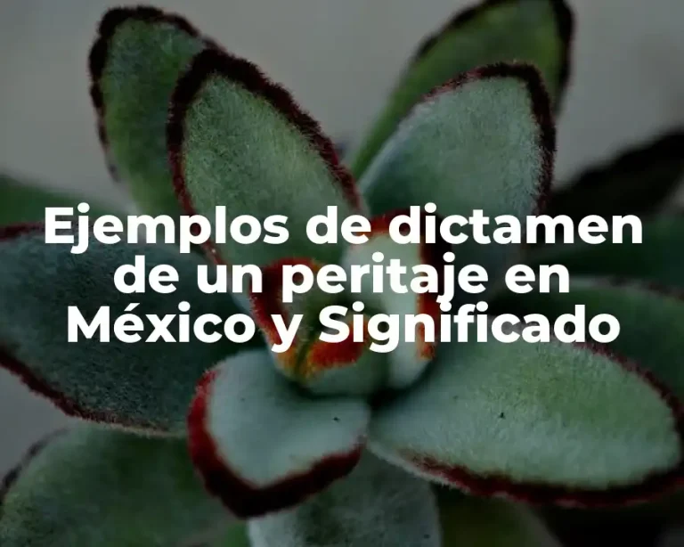 Ejemplos de dictamen de un peritaje en México y Significado