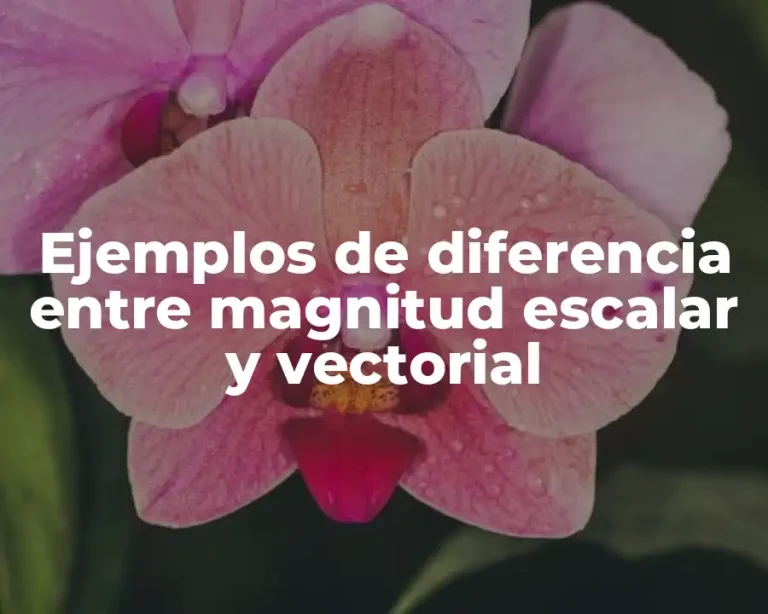 Ejemplos de diferencia entre magnitud escalar y vectorial