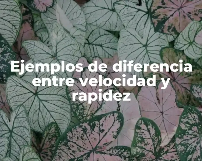 Ejemplos de diferencia entre velocidad y rapidez