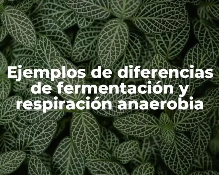 Ejemplos de diferencias de fermentación y respiración anaerobia