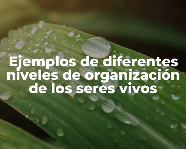 Ejemplos de diferentes niveles de organización de los seres vivos