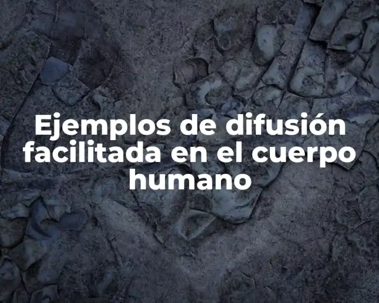 Ejemplos de difusión facilitada en el cuerpo humano